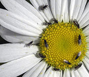 Flying Insects